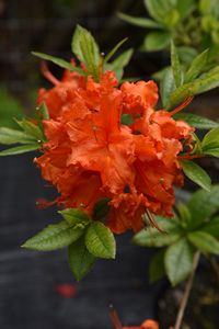 Azalea Ginger